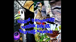 Download 3 suara burung campuran cocok untuk pikat burung sawah. MP3