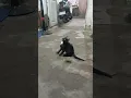 Download Lagu Black lagi black lagi #shorts #cat #animals #pets