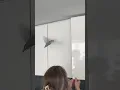 Download Lagu Lovebird or hummingbird? #funnyanimals #birds #crazybirds #parrot #funnybirds #funny #pets #viral