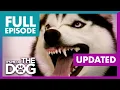 The Demon Husky Diesel Full Episode It s Me or The Dog Updated