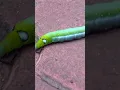 Green colour worm