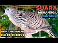 Lagu Perkutut Lokal Gacor Suara Besar Pancingan Burung Perkutut Agar Cepat Bunyi.