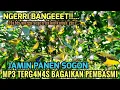 Suara pikat sogon liar ampuh #pikatburung ( pikatpemanggilsogon)