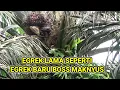 Lagu Lihat boss egrek lama seperti egrek baru maknyus !! panen sawit pokok tinggi..!?!