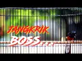 Download Lagu MURAI TEMBAKAN JANGKRIK, BIKIN EMOSI MURAI BATU KELUARKAN ISIAN