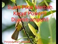 Download Lagu Suara Pikat Merbah Kapur Power