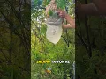Download Lagu Sarang tawon besar. Pria yang mencoba mengambil sarang tawon.