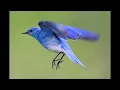 Bluebird by Sara Bareilles