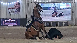 افتار و عبدالرحمن كرم سرحان مهرجان البحيرة لأدب الخيول العربية      دندنها