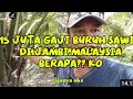 Download Lagu GAJI BURUH SAWIT 15 ke 20 juta?? GIMANA di MALAYSIA??