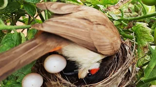Download Angry Mother PUSHES OUT all CUCKOO Eggs Before HATCH | bulbul eggs in nest Fullvideo 6 MP3