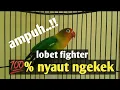 Lagu emosi full!!! ngetik koek ngekek komplit.bikin lovebird yang dengar langsung respon bunyi