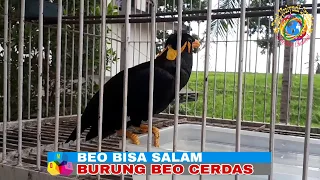 burung beo cerdas fasih ucapkan salam