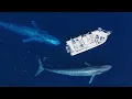 Download Lagu The Best Blue Whale Drone Footage on YouTube 2023!