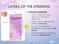 Chapter 5 Integumentary System