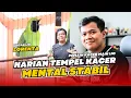 [CI LORENTA] Cucak Ijo Tempel Kacer CAK IJO LORENTA mental cucak ijo fighter cak ijo tarung HoBi ID