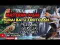 Lagu Pancingan Masteran Dasar untuk Trotolan Murai Batu