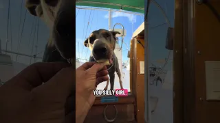 Daily life.. #fyp #dream #doberman #pets #youtube