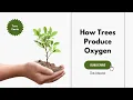 How Trees Produce Oxygen