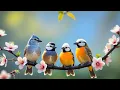 Download Lagu Birdsong \u0026 Relaxing Piano | Peaceful Nature Sounds for Yoga and Mindfulness