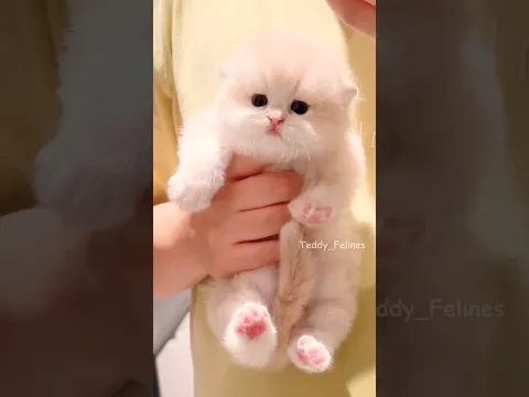 I was NOT Prepared for this Kitten🧸😻💕 #cat #cute #cats #kitten