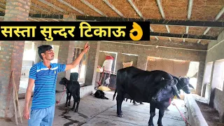 Download सस्ता कामयाब डेयरी फार्म ऐसे बनाये|How to Make Low Cost Cheap Shed Design Dairy Farm MP3