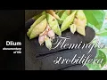 Download Lagu Wild hops (Flemingia strobilifera) - part 1
