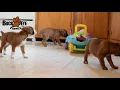 Boxer Puppies