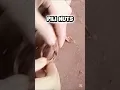 Lagu #shortvideo #satisfying #pili #nuts