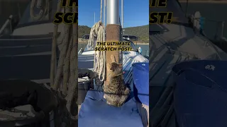 No scratch post? No problem ⛵️👈🏼#cats #cat #boatcat #sailinglife #sailing