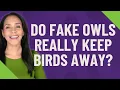 Do fake owls really keep birds away