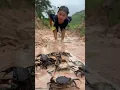 Download Lagu Survival Skills: single mom with a lot of crabs🦀🦀in forest #singlemom #survival #camping #outdoors