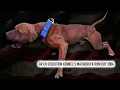 GR CH EVOLUTION KENNEL S MACHOBUCK ROM DOY 2004 A Legendary Story of an American Pit Bull Terrier