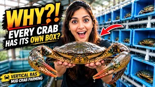 Why Does Every Crab Have Its Own Box? | Vertical RAS Mud Crab Farming 🦀
