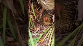 الدجاجة تبيض بيضتين في اليوم 