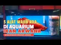 Download Lagu 5 ALAT YANG WAJIB ADA DI AQUARIUM IKAN ARWANA || Pemula Harus Tau