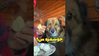 این سگ و گربه های خنده دار رو ببین صداگذاری حیوانات سگ گربه صداگذاری Animalfunny  این سگ و گربه های خنده دار رو ببین صداگذاری حیوانات سگ گربه صداگذاری Animalfunny