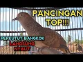 Download Lagu TOP!!! PANCINGAN PERKUTUT BANGKOK AMPUH LANGSUNG PADA NYAUT - PERKUTUT BANGKOK GACOR 