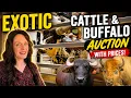 This White Buffalo Sold for HOW MUCH Exotic Animal Auction Revealed