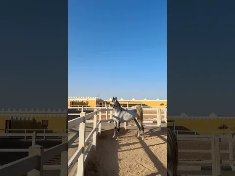 حصان اصيل 4✅