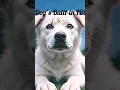 Download Lagu Jouw unieke identiteit als hondenneus🙀🤥🔍 #shorts #shortsfeed #shortsvideo #shortsviral