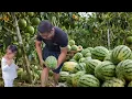 Download Lagu 老罗带小悦悦去果园摘西瓜，小悦悦可兴奋了，手里还提了两个西瓜！#农村生活#种植