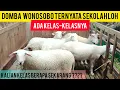 Lagu OVERZICHT VAN DE LAATSTE PRIJZEN VAN MERINO DOMBOS SCHAPEN//WONOSOBO SCHAPEN VOLGENS HUN KLASSE E...