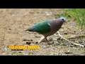 Download Lagu Suara Burung Punai Tanah/Delimukan Zamrud