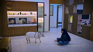 This Cute Cow Won't leave me alone 🥰 | Nadipathy Pet Cow that lives with us