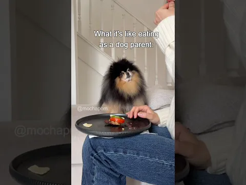 What it’s like eating as a dog parent 👀😅 #dog #pomeranian