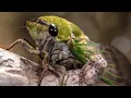 Loudest Animals on Earth