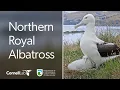 Download Lagu Live! Royal Albatross Cam - #RoyalCam - New Zealand Dept. of Conservation | Cornell Lab