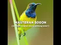 Download Lagu Masteran sogon (lovebird, tengkek udang sambung kenari)