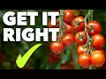 Download Lagu Tomato Growing Masterclass: My Blueprint to Success Every Time!